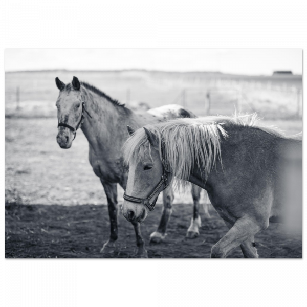 nature photography prints